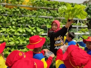 Belajar Bercocok Tanam tanpa Tanah di Kampung Hidroponik
