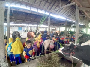 Siswa Kelas I Sekolah Kreatif Menganti Belajar ke Peternakan Sapi