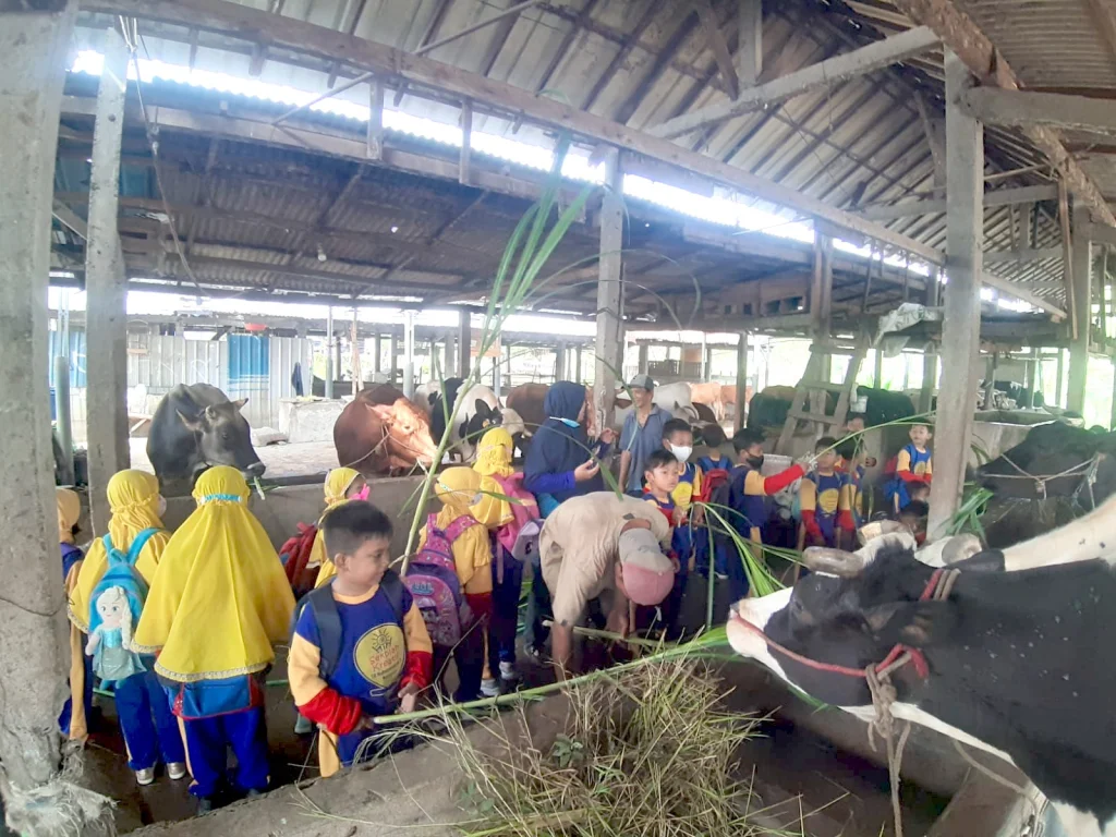 Siswa Kelas I Sekolah Kreatif Menganti Belajar ke Peternakan Sapi
