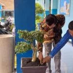 Bonsai-Bonsai Unik MTs Mutu Dukun yang Menarik Perhatian Juri LLSMS