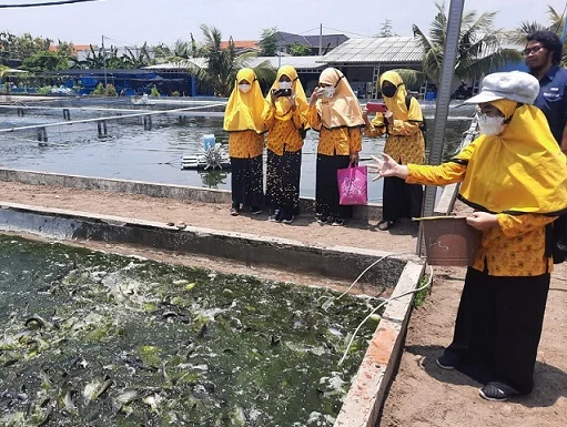Olah Ikan Lele, Field Trip SMP Musasi ke Kalanganyar
