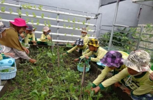 Panen Sayur Menutup PKM UMG dan Ditjen Dikristik di KB/TK Aisyiyah 42 GBA