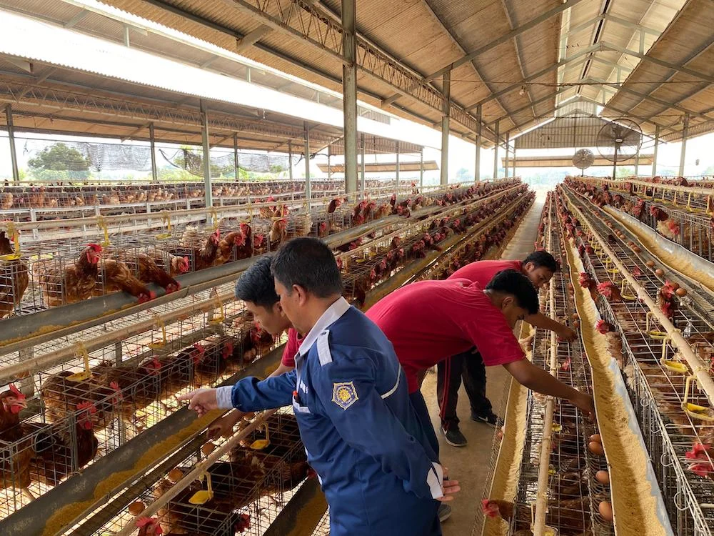 Belajar Kewirausahaan ke Haidar Farm, Siswa Smala Diajak Panen Telur