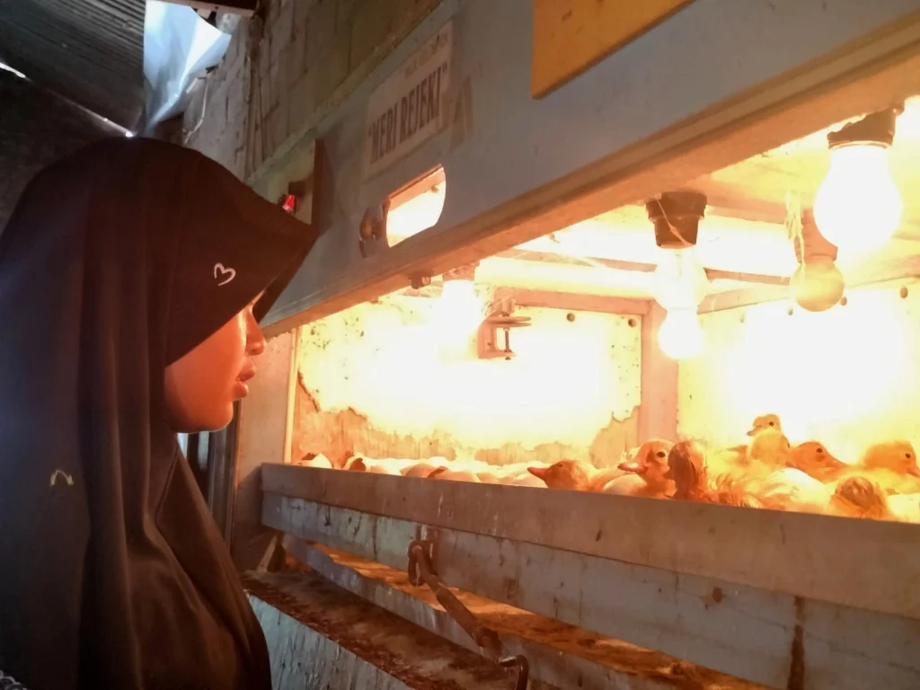 Siswa SD-MI Kunjungi Penetasan Meri, Jangan Takut Jadi Peternak