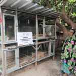 Dapat Bantuan Lazismu, Sudarsih makin Bersemangat Pelihara Ayam Kampung
