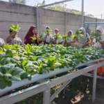 SD Sakri Panen Pakcoy Hasil Budidaya Hidroponik