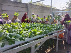 SD Sakri Panen Pakcoy Hasil Budidaya Hidroponik