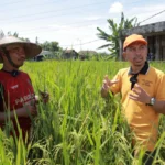 Seleksi Tanaman Padi Partisipatif, Proyek Pengabdian Bersama LK PWM Jatim dan UB