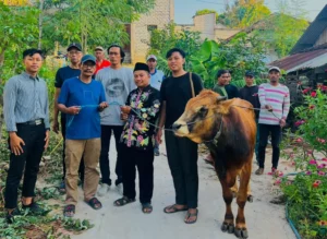 Umla Berikan Bantuan Sapi Kurban ke PRM Laladan