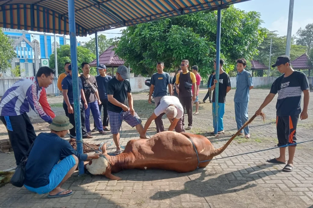 SMK Muda Genteng Potong 2 Sapi Hewan Kurban
