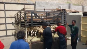 Kisah Dari Rumah Pemotongan Dam dan Minuman Al-Karaz Merah