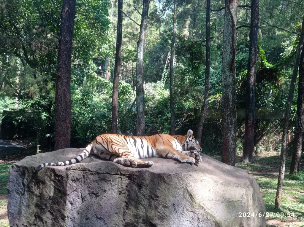 MI Mutwo berpetualang di Taman Safari Prigen