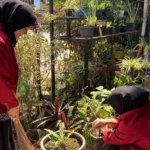 SMP Muhammadiyah 1 Kota Malang  Bangun Kebersamaan Melalui Jumat Bersih