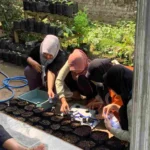 Implementasi Sistem Hidroponik dalam Menanam Sayuran di Desa Krosok oleh Mahasiswa PMM UMM