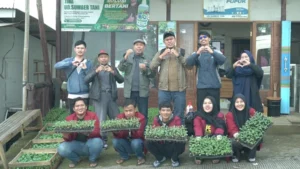 UMM Potato Seeds Kembangkan Benih Kentang Lewat Stek Pucuk Berakar