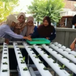 Mahasiswa KKN UMG Tanam Sayuran Hidroponik Bersama Kelompok Wanita Tani