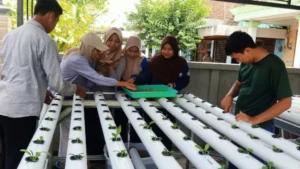Mahasiswa KKN UMG Tanam Sayuran Hidroponik Bersama Kelompok Wanita Tani