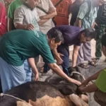 PCM Krian Adakan Pelatihan Teknik Penanganan Hewan Qurban