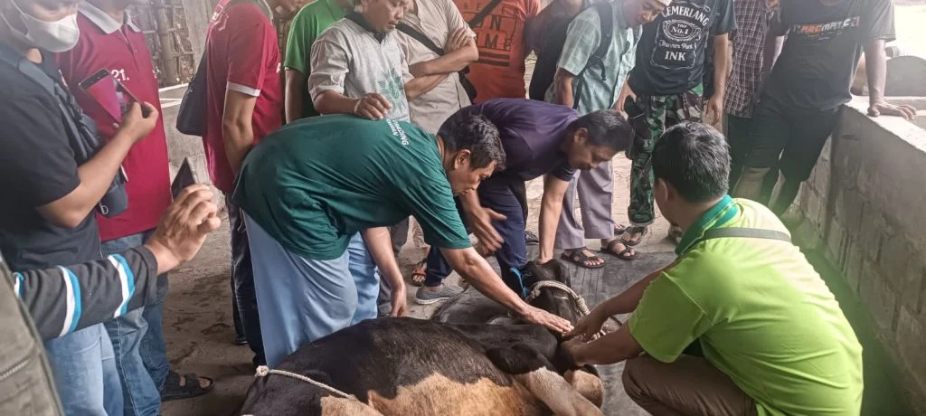 PCM Krian Adakan Pelatihan Teknik Penanganan Hewan Qurban