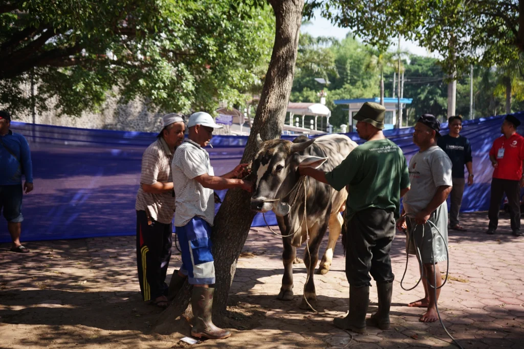 UMM Salurkan Kurban hingga Filipina