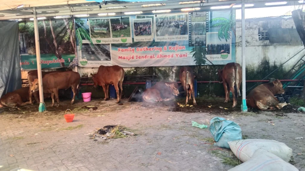 PCM Simokerto Lukis Senyum Bahagia Lewat Kurban: 34 Kambing dan 31 Sapi untuk Masyarakat