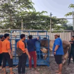 Tertib dan Sigap, Penyembelihan Kurban Muhammadiyah Driyorejo Libatkan 75 Panitia