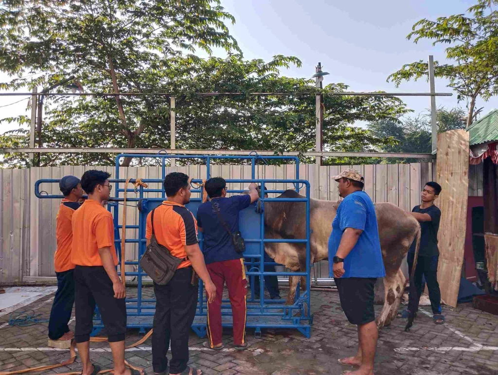 Tertib dan Sigap, Penyembelihan Kurban Muhammadiyah Driyorejo Libatkan 75 Panitia