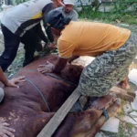 Sapi Kurban dari Mendikdasmen, Pelecut Dakwah Muhammadiyah di Sampang