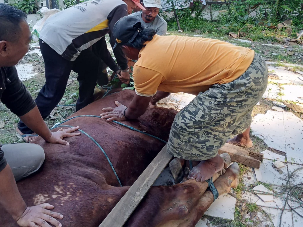 Sapi Kurban dari Mendikdasmen, Pelecut Dakwah Muhammadiyah di Sampang