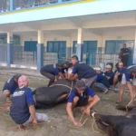 PRM Sendangagung Sembelih 59 Hewan Kurban di 3 Titik Lokasi