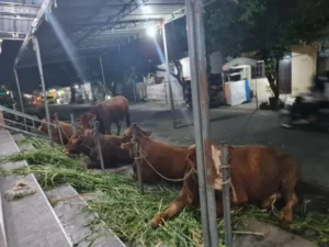 PCM Tulangan Sukses Salurkan Hewan Kurban 100 Sapi dan 86 Kambing