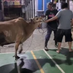 Menjelang Matahari Terbit Daging Kurban SD Musix Sudah Siap