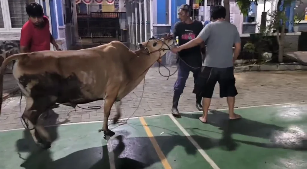 Menjelang Matahari Terbit Daging Kurban SD Musix Sudah Siap