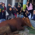 Berkah Kurban Membawa Senyuman di Pantimu Gresikan