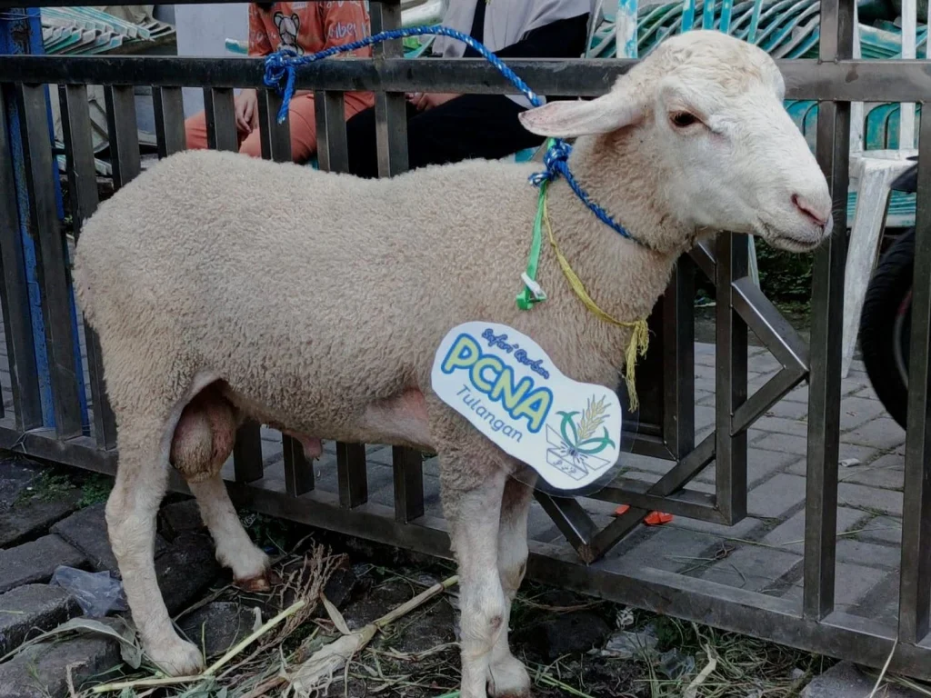 Dari Lemari ke Ladang Amal: PCNA Tulangan Kurban Hasil Penjualan
