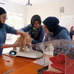 Bakti Sosial: Kegiatan Steril Kucing Wujud Peduli Populasi Kucing
