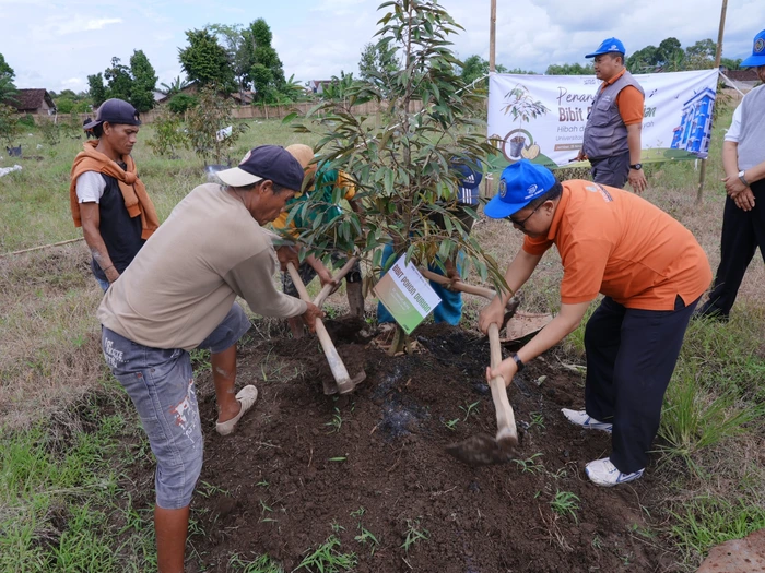 Unmuh Jember Laksanakan Penanaman 315 Bibit Durian Hibah dari PP Muhammadiyah