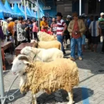 Inilah Rekap Peringkat Kontes Domba Peternak Muhammadiyah Lamongan