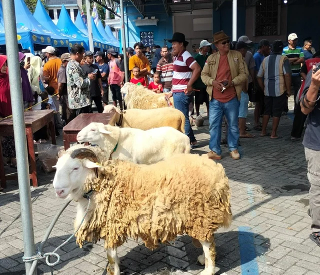 Inilah Rekap Peringkat Kontes Domba Peternak Muhammadiyah Lamongan