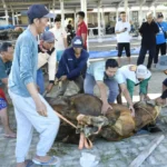 Kurban: Memuliakan Hewan, Menyucikan Jiwa, dan Mendulang Pahala Besar