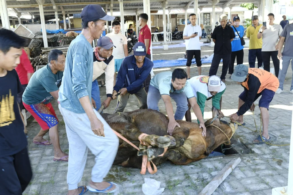 Kurban: Memuliakan Hewan, Menyucikan Jiwa, dan Mendulang Pahala Besar