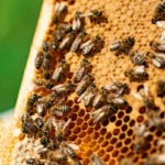 Empat Binatang yang Dilarang Dibunuh