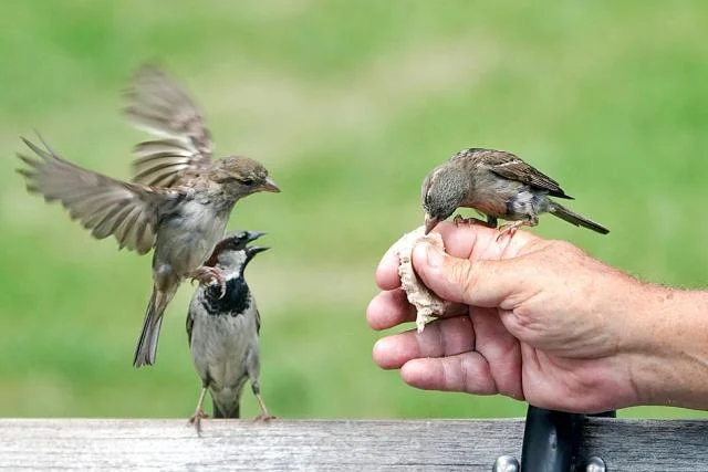 Karena Kasih pada Seekor Burung