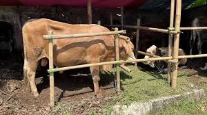 Jelang Idul Adha, Ini Cara Mengenali Hewan Kurban Sehat Menurut Dosen UM Surabaya