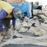 Ini Alasan Mengapa Dibolehkan Menjual Kulit Hewan Qurban