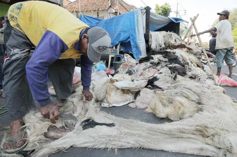 Ini Alasan Mengapa Dibolehkan Menjual Kulit Hewan Qurban