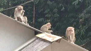 Kerusakan Habitat Paksa Monyet Cari Makan di Desa, Ini Menurut Dosen UM Surabaya