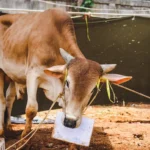 Sedikit demi Sedikit, Lama-Lama Jadi Bukit, eh … Kurban