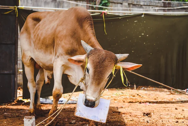 Sedikit demi Sedikit, Lama-Lama Jadi Bukit, eh … Kurban