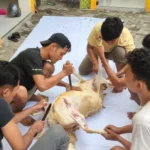 Gelar Penyembelihan Hewan Kurban dan Bakti Sosial, PC IMM Lamongan Tunjukkan Aksi Nyata untuk Umat